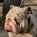 @tdhbulldogs