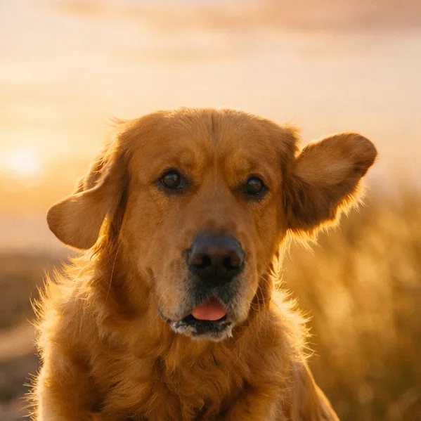 uggygolden