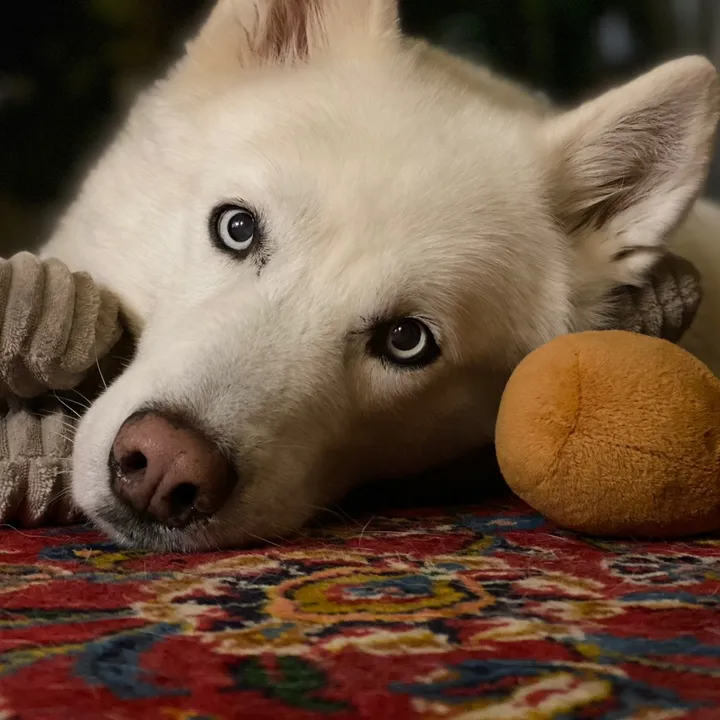 @tundrathesiberianhusky