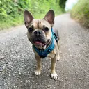 @barrythefrenchie2