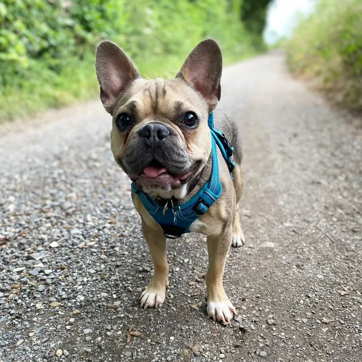 barrythefrenchie2