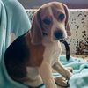 klein.dog
