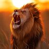animal_discovery7