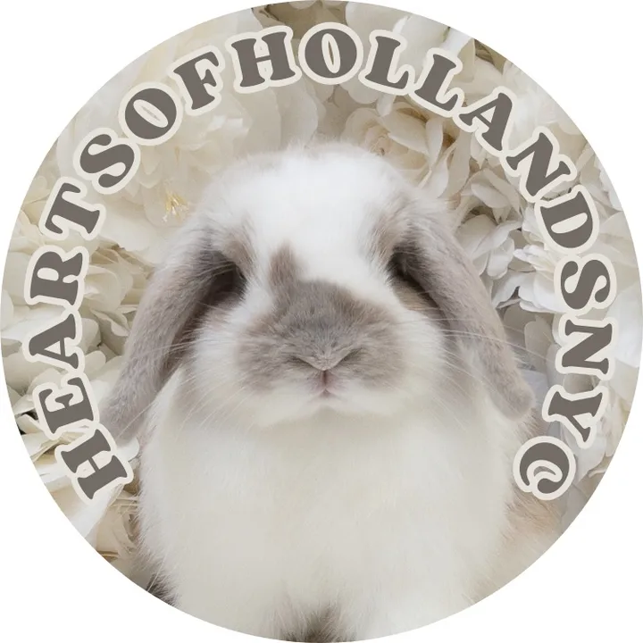 heartsofhollandsnyc