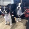 boston.terriers.f