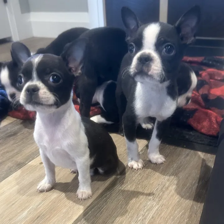 boston.terriers.f