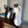 crampcats