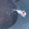 stingthejellyfish