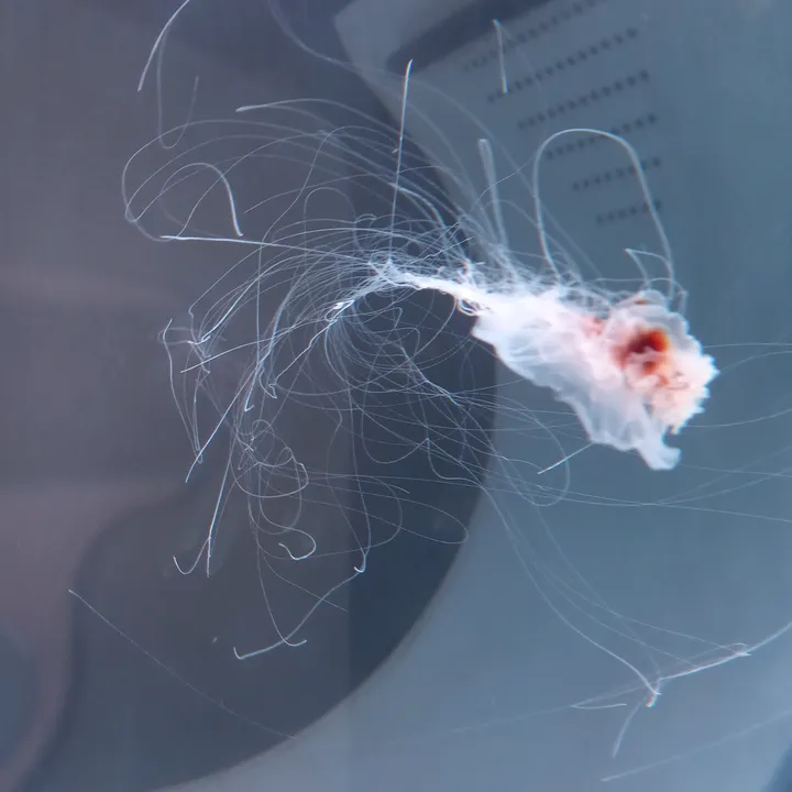 stingthejellyfish