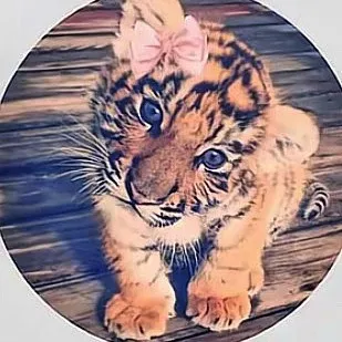 thecutebabytiger