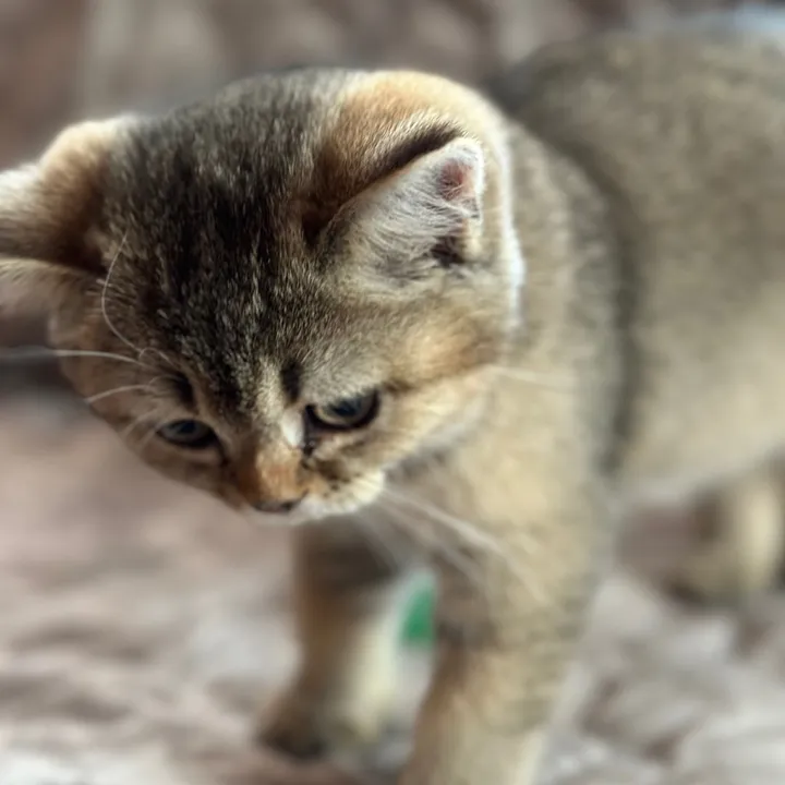 cat.sheri.kittens