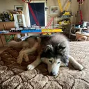 @das.kleine.krmelm
