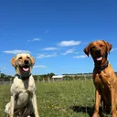 @thor_and._odin