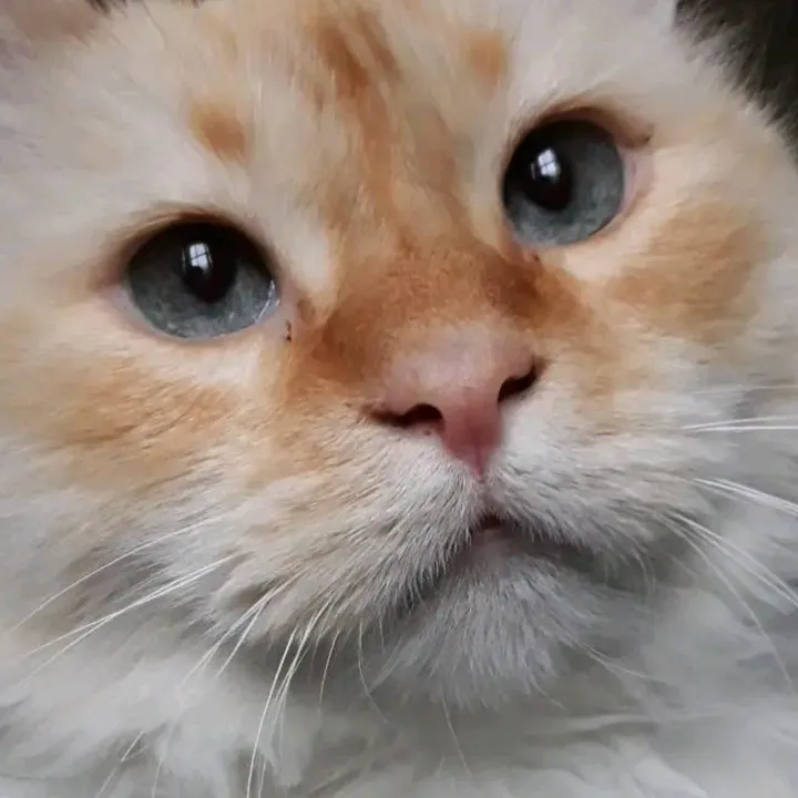 the.cat.charly