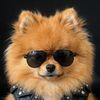 gangsterspitz