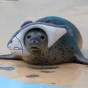 @nor1ed