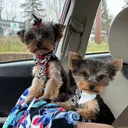 @spikeymichaeltheyorkie