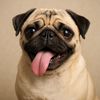 pug6446