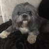 mimi.the.shihtzu8
