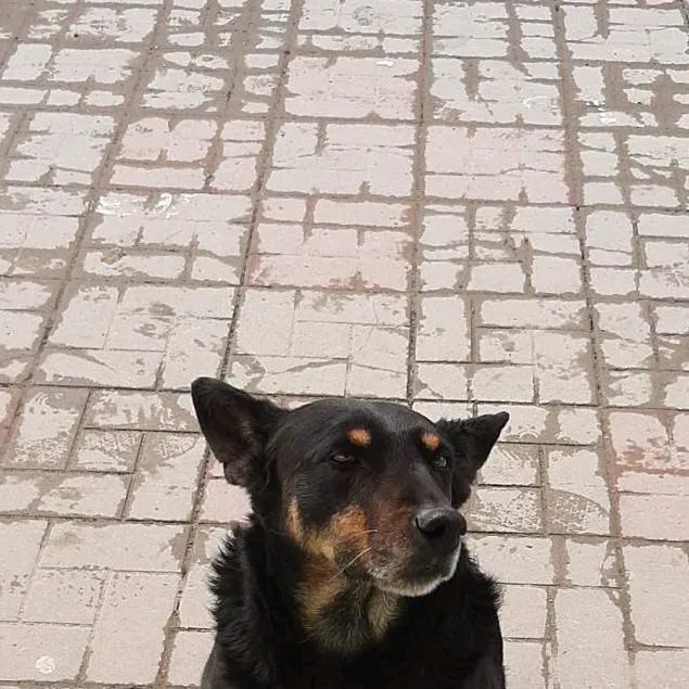 dima2002345