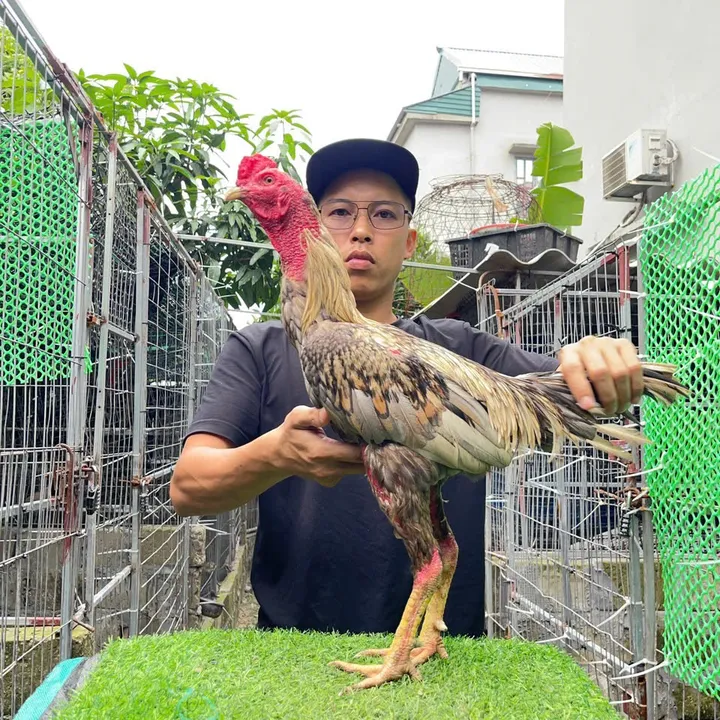 thuantbgachoi1