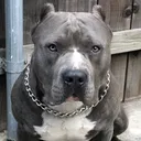 @gk_k9