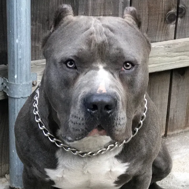 gk_k9