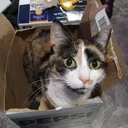 @the.creature844