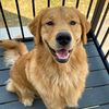 teddy.thegoldenboyy