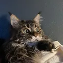 @grapesthemainecoon