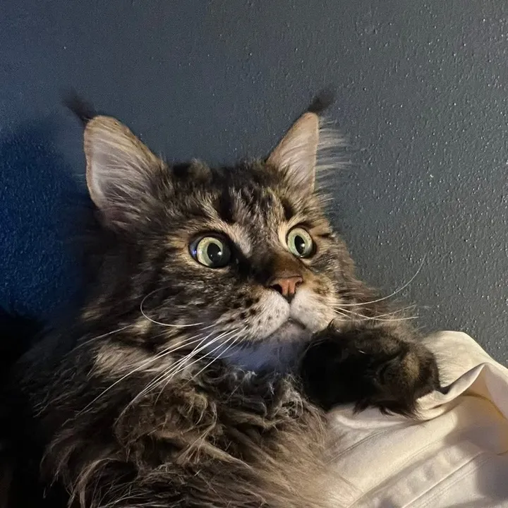 @grapesthemainecoon