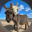 @doubledonkeyranch_