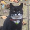 mowjthecat