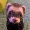 @mylo.mac
