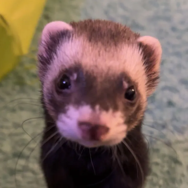 mylo.mac