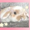 littlediary_bintou