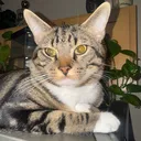 @takamarleythecat