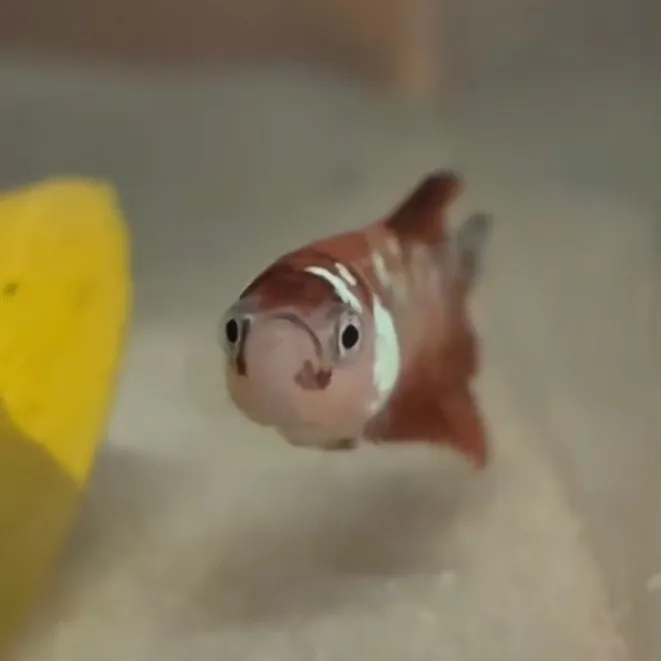 betta.fish658