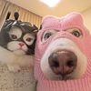 fluffyfellows0162