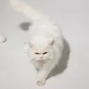 @cleothecitykitty