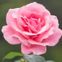 @cuteofficial70
