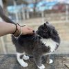 catrachitacopaneca