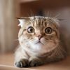 ourpetsfriends