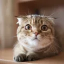 @ourpetsfriends