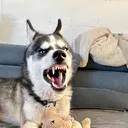 @huskyzorroshow