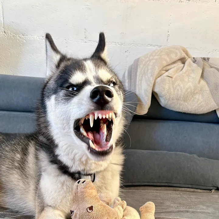 huskyzorroshow