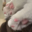 @hella_paws21