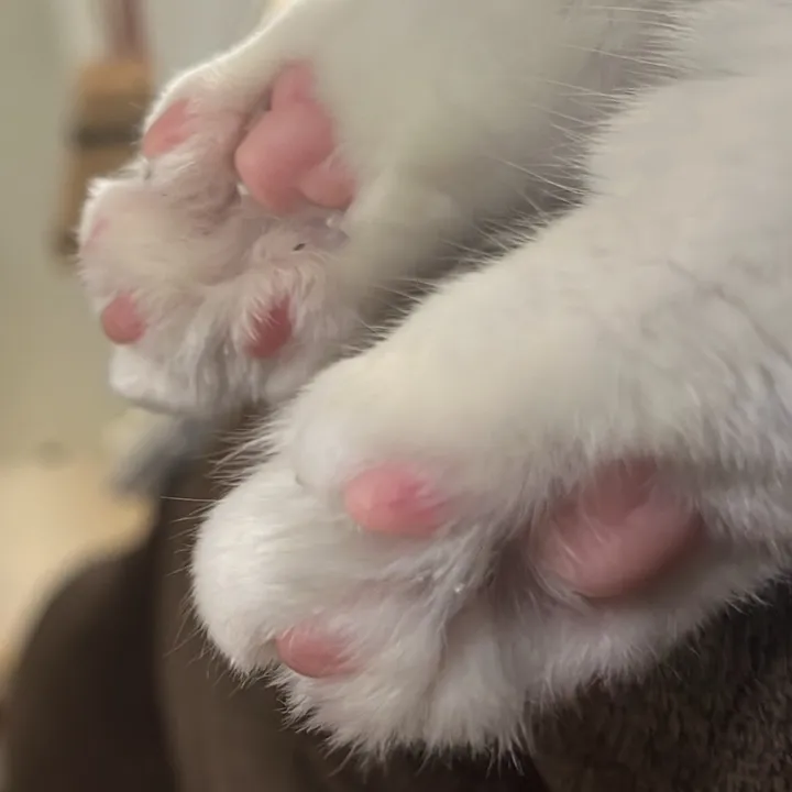 hella_paws21