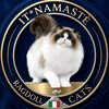 namasteragdollcats