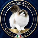 @namasteragdollcats